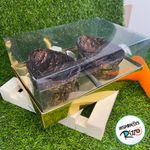 Caixa Ovo de Colher Duplo - Meio Ovo de 100g a 150g - 20cm x 13cm x 8,8cm - Ouro - 5unidades - Assk - Páscoa Magazine 25