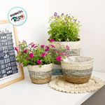 Cesta Decorativa Caue de Seagrass - 17x17x16cm - 1 unidade - Magazine 25