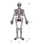 Caveira de Papel Halloween 1,35 Metros - 1 Un