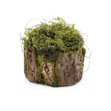 Tronco Decorativo Vertical Musgo/Madeira P 16x20x18cm Verde/Marrom - 1 Un