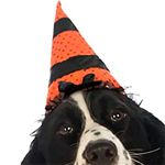 Chapéu De Bruxa Halloween Para Cachorros